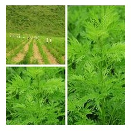 青蒿粉 药用作用 用途广泛