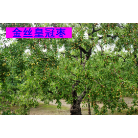 金丝皇冠枣