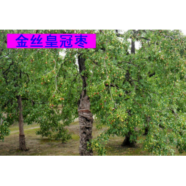 金丝枣