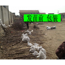 发苗前