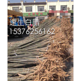 速生白蜡
