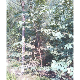 山东榆树