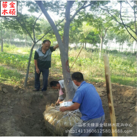 槐树