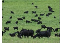 天然牧场放牧养殖黑山羊