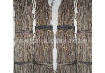 沾化冬枣2号树苗