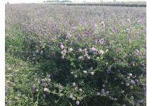 紫花苜蓿草捆