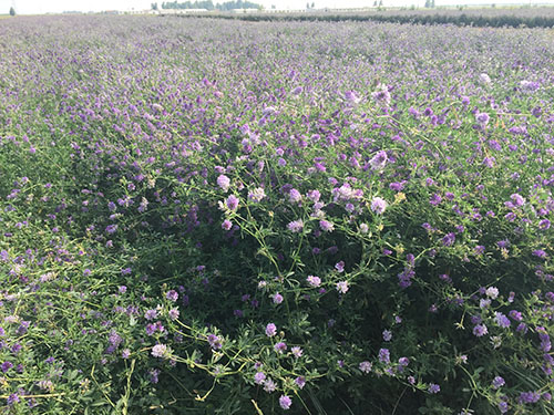 紫花苜蓿草捆33