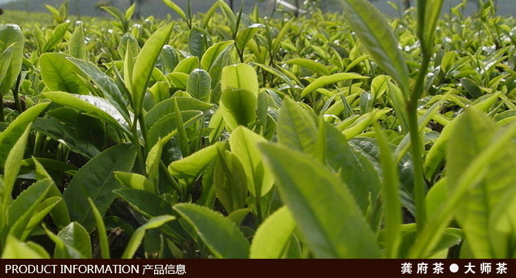 铁观音批发 茶叶进货渠道散装安溪铁观音 福建龚府各大茗茶厂家批发价格示例图1