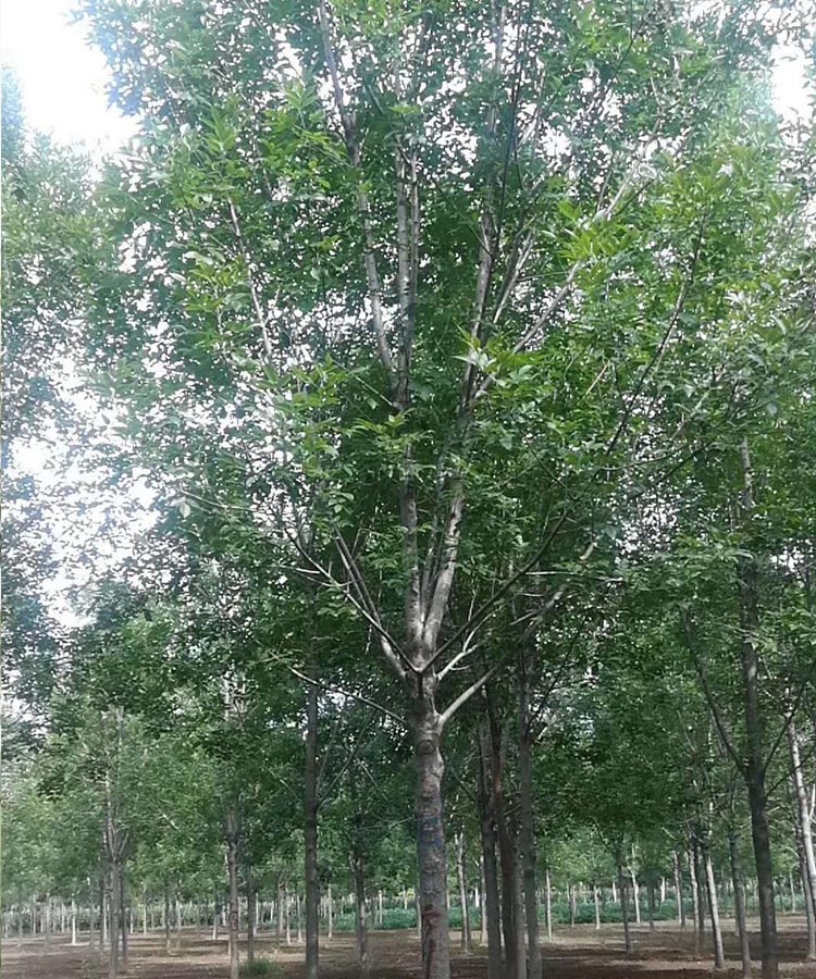 速生白蜡.jpg