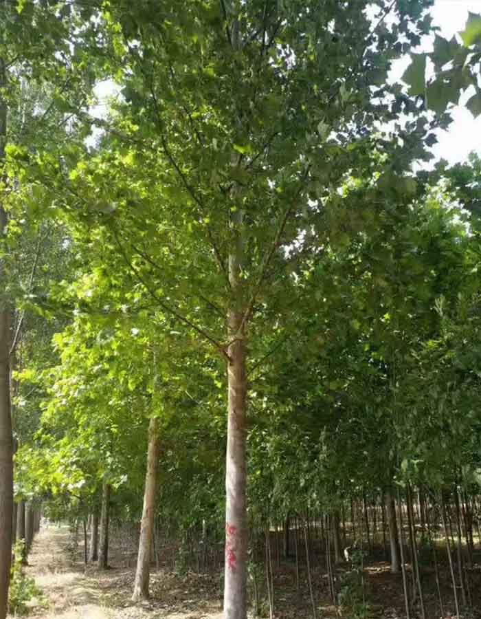 柳树1.jpg